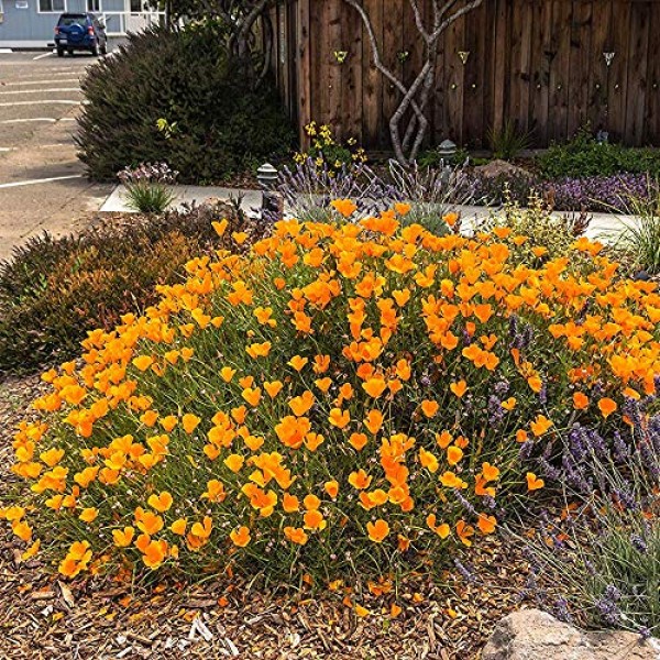 Outsidepride California Poppy Wildflower Seed - 1 LB
