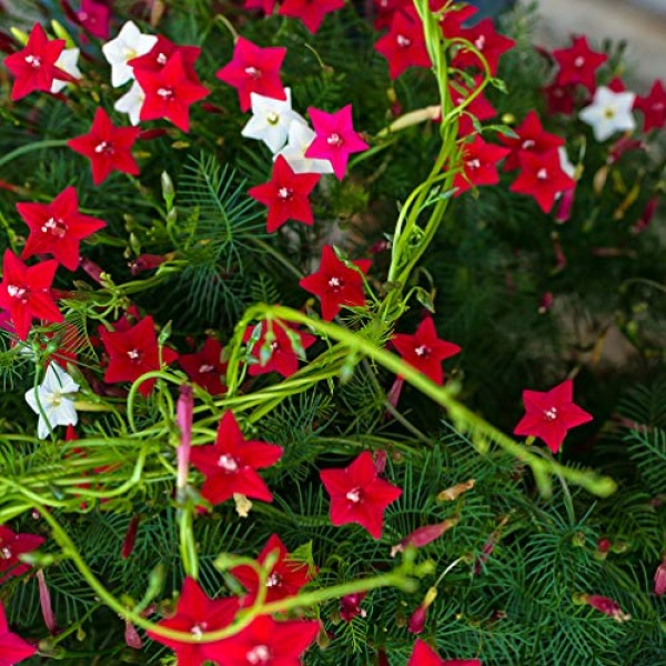 Outsidepride Cypress Vine Seed Mix - 100 Seeds