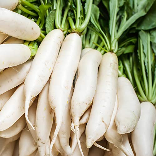 Outsidepride Daikon Radish Cover Crop Seed - 5 lbs