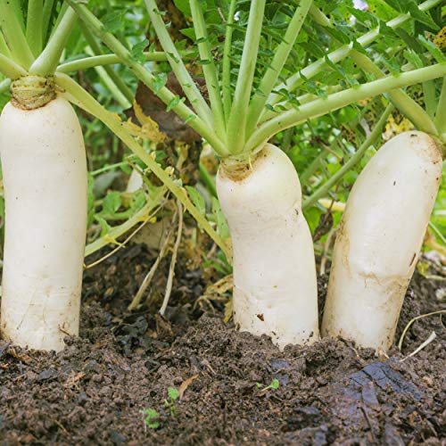 Outsidepride Daikon Radish Cover Crop Seed - 5 lbs