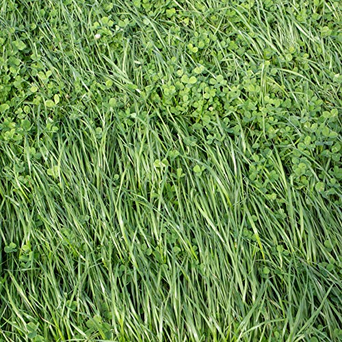 Outsidepride Gardenway Cover Crop Seed - 5 LB