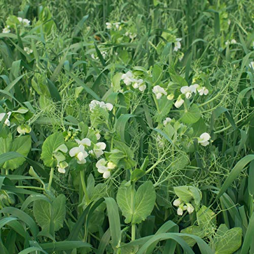 Outsidepride Gardenway Cover Crop Seed - 5 LB