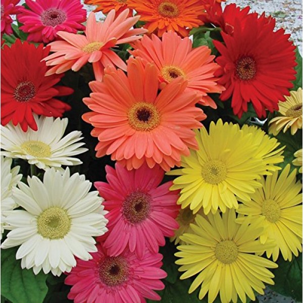 Outsidepride Gerbera Daisy Flower Seed Plant Mix - 100 Seeds