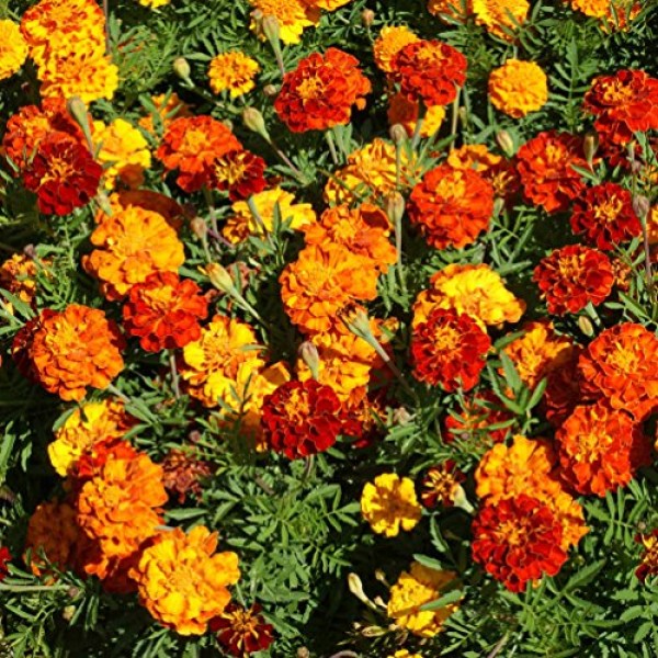 Outsidepride Marigold Flower Seed Mix - 1000 Seeds