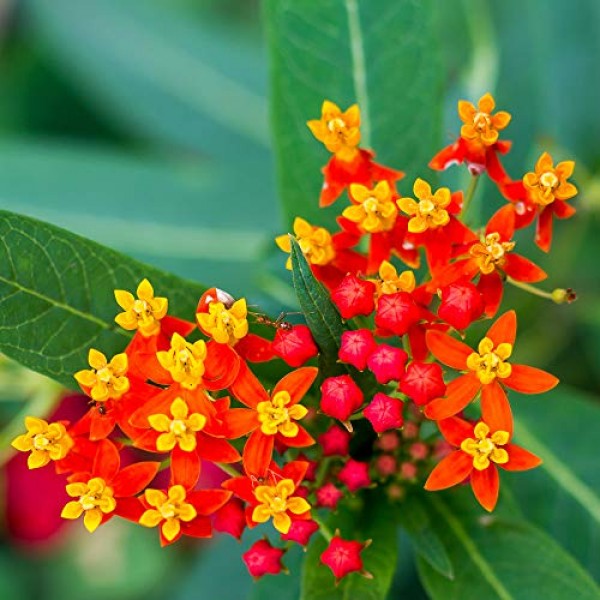 Outsidepride Mexican Butterfly Weed Plant Flower Seeds - 5000 Seeds