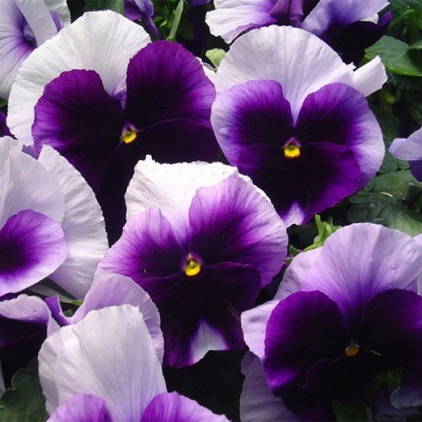 Outsidepride Pansy Beaconsfield Flower Seed - 1000 Seeds