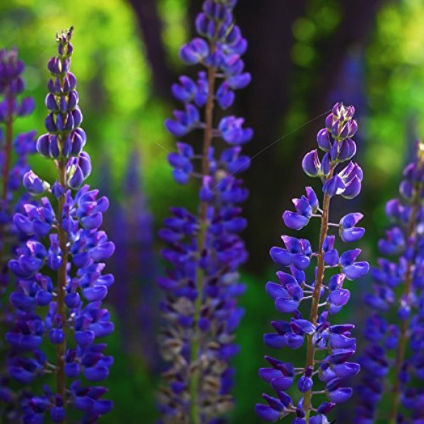Outsidepride Perennial Lupine Plant Seeds - 500 Seeds