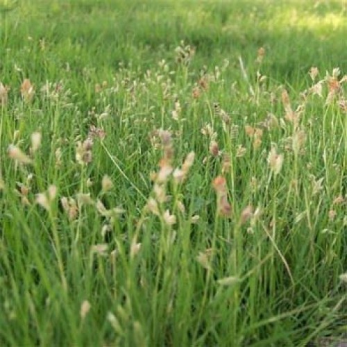 Outsidepride Short Native Grass Seed Mix of Blue Grama, Buffalo, a...