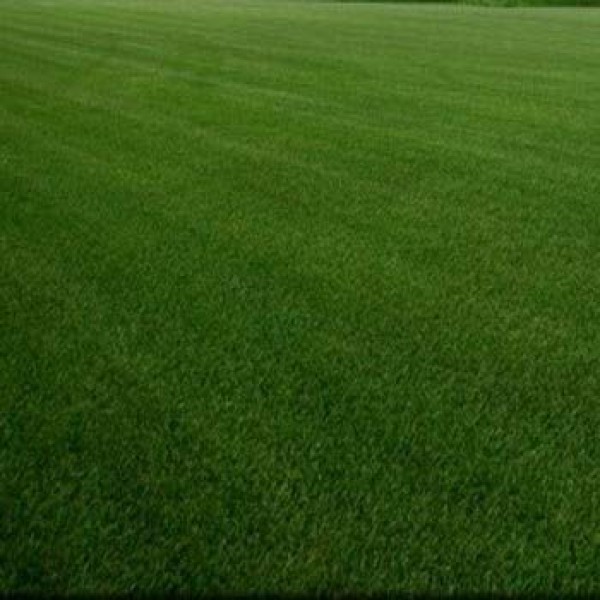 Outsidepride SPF-30 Heat & Drought Tolerant Hybrid Bluegrass Lawn ...