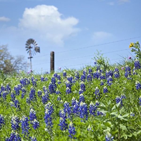 Outsidepride Texas Bluebonnet Wildflowers Seed - 1 LB