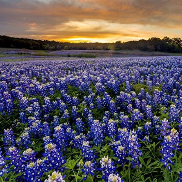 Outsidepride Texas Bluebonnet Wildflowers Seed - 1 LB
