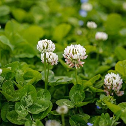 Outsidepride White Dutch Clover Seed: Nitro-Coated, Inoculated - 1...
