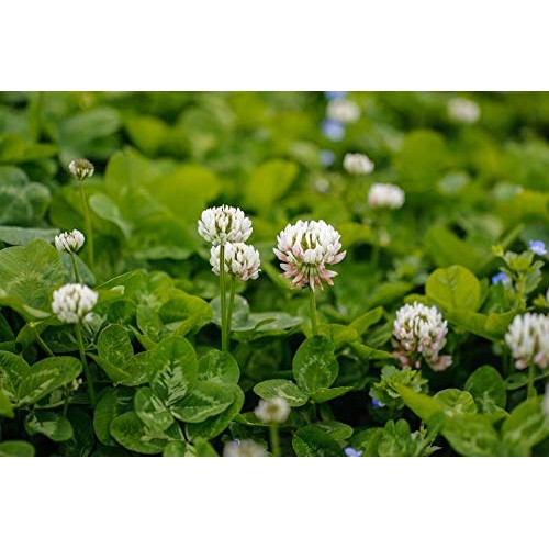 Outsidepride White Dutch Clover Seed: Nitro-Coated, Inoculated - 1...