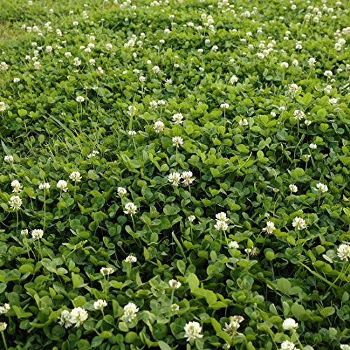 Outsidepride White Dutch Clover Seed: Nitro-Coated, Inoculated - 1...