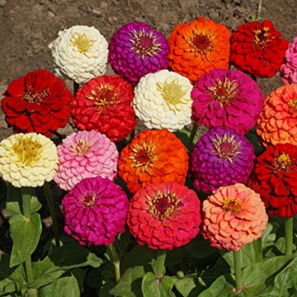 Burpee Tall Mixed Colors Strawflower Seeds 750 Seeds