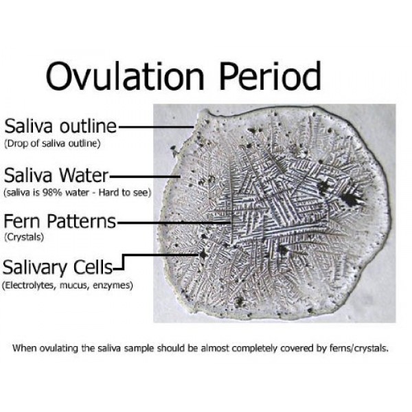 Ovatel Ovulation Monitor - Simple and accurate way to pinpoint ovu...