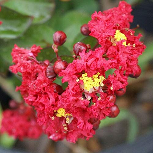 25 Rẹd Dynamite Crepe Myrtle S.eeds for P.lanting