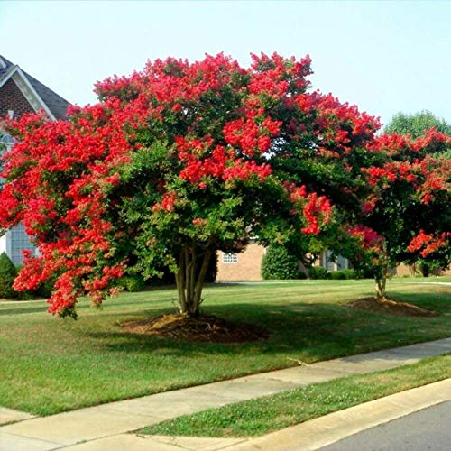 25 Rẹd Dynamite Crepe Myrtle S.eeds for P.lanting