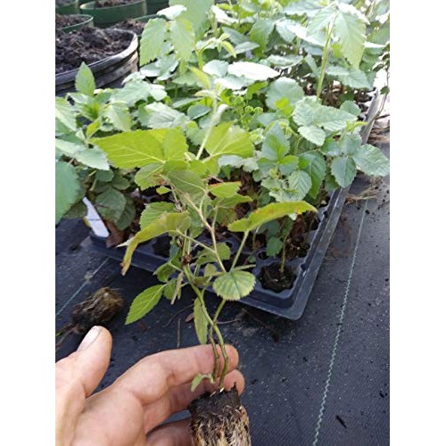 Pakc 2 Triple Crown Thornless BlackBerry Bush Plants-Healthy Grown...