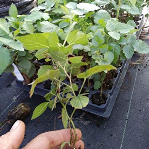 Pakc 2 Triple Crown Thornless BlackBerry Bush Plants-Healthy Grown...