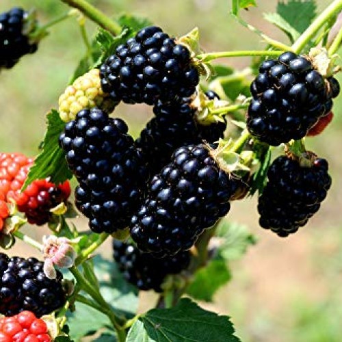 Pakc 2 Triple Crown Thornless BlackBerry Bush Plants-Healthy Grown...