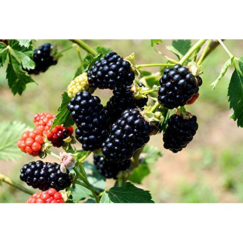 Pakc 2 Triple Crown Thornless BlackBerry Bush Plants-Healthy Grown...