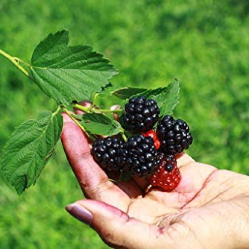 Pakc 2 Triple Crown Thornless BlackBerry Bush Plants-Healthy Grown...