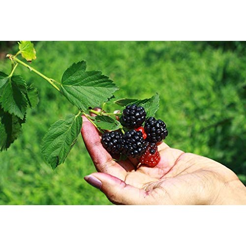 Pakc 2 Triple Crown Thornless BlackBerry Bush Plants-Healthy Grown...