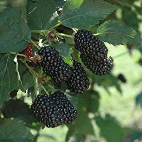 Pakc 2 Triple Crown Thornless BlackBerry Bush Plants-Healthy Grown...