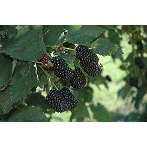 Pakc 2 Triple Crown Thornless BlackBerry Bush Plants-Healthy Grown...