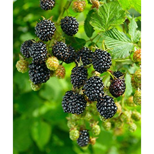 Pakc 2 Triple Crown Thornless BlackBerry Bush Plants-Healthy Grown...