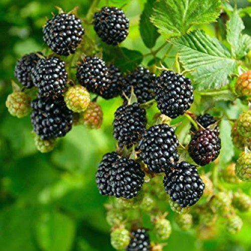 Pakc 2 Triple Crown Thornless BlackBerry Bush Plants-Healthy Grown...