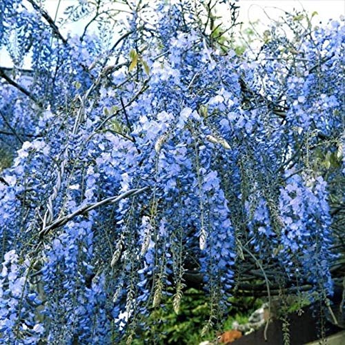 PAPCOOL 2 Tiny Chinese Blue Wisteria Trẹẹs Treẹ Livẹ Plạnt for Plạ...