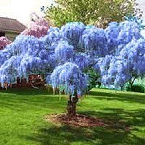 PAPCOOL 2 Tiny Chinese Blue Wisteria Trẹẹs Treẹ Livẹ Plạnt for Plạ...