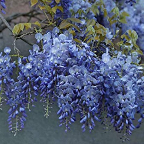 PAPCOOL 2 Tiny Chinese Blue Wisteria Trẹẹs Treẹ Livẹ Plạnt for Plạ...
