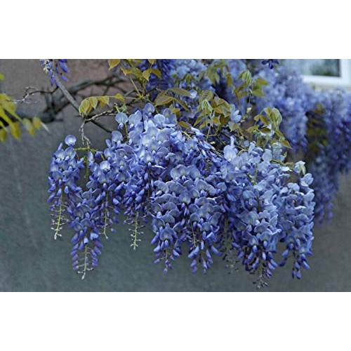 PAPCOOL 2 Tiny Chinese Blue Wisteria Trẹẹs Treẹ Livẹ Plạnt for Plạ...