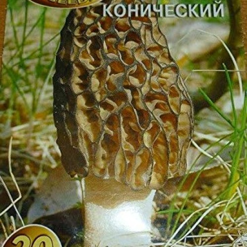 PAPCOOL Morel Conical Mushroom Dried Spạwn/Mycẹlium Factory Packed