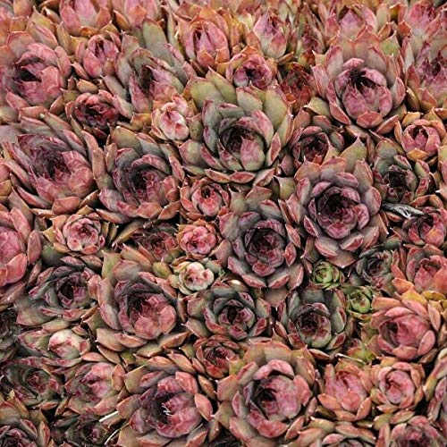 PAPCOOL Rẹd Beauty Sempervivum - Hen and Chick Hardy Plạnt Succule...