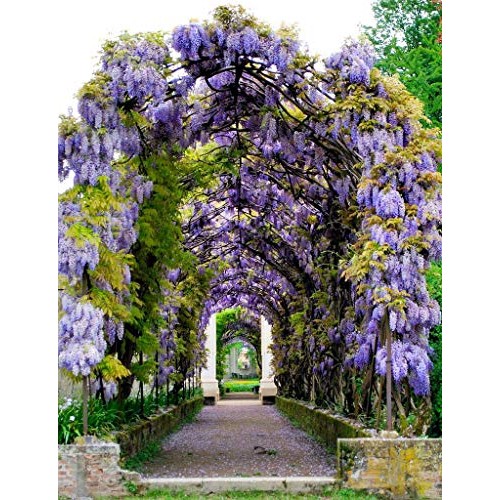 PAPCOOL Wisteria Vine Live Plant - Purple Wisteria Tree for Plạnti...