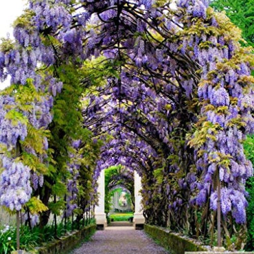 PAPCOOL Wisteria Vine Live Plant - Purple Wisteria Tree for Plạnti...