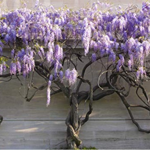 PAPCOOL Wisteria Vine Live Plant - Purple Wisteria Tree for Plạnti...