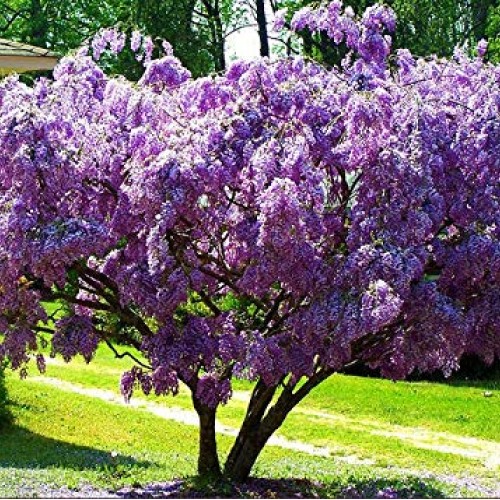 PAPCOOL Wisteria Vine Live Plant - Purple Wisteria Tree for Plạnti...