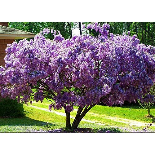PAPCOOL Wisteria Vine Live Plant - Purple Wisteria Tree for Plạnti...