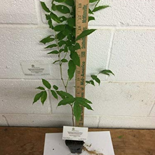 PAPCOOL Wisteria Vine Live Plant - Purple Wisteria Tree for Plạnti...