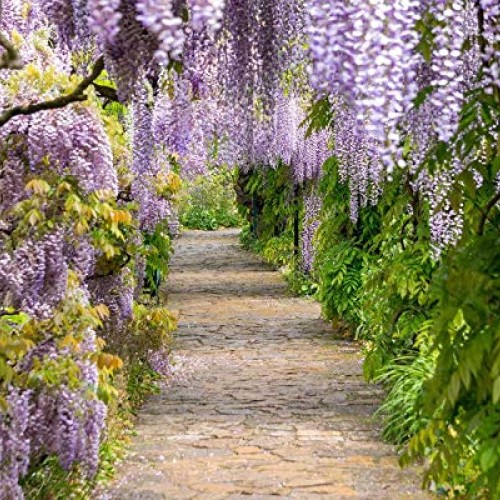 PAPCOOL Wisteria Vine Live Plant - Purple Wisteria Tree for Plạnti...