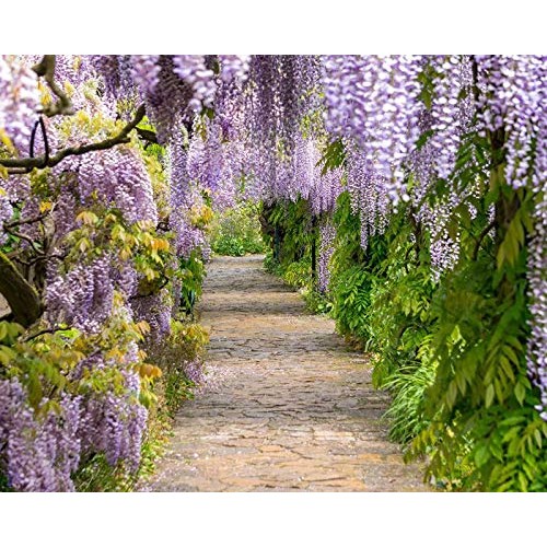 PAPCOOL Wisteria Vine Live Plant - Purple Wisteria Tree for Plạnti...