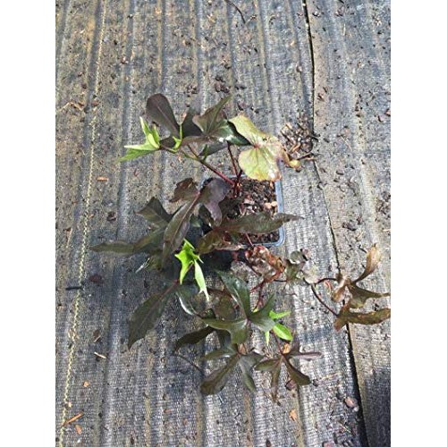 Purple Sweet Potato Vine, in 4 Inch Pot