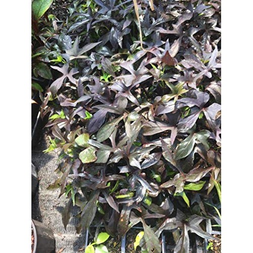 Purple Sweet Potato Vine, in 4 Inch Pot