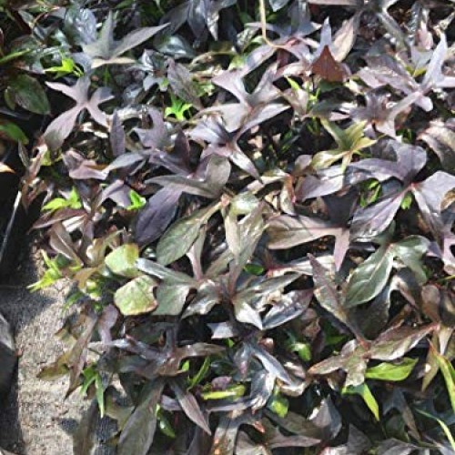 Purple Sweet Potato Vine, in 4 Inch Pot