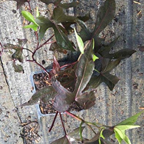 Purple Sweet Potato Vine, in 4 Inch Pot
